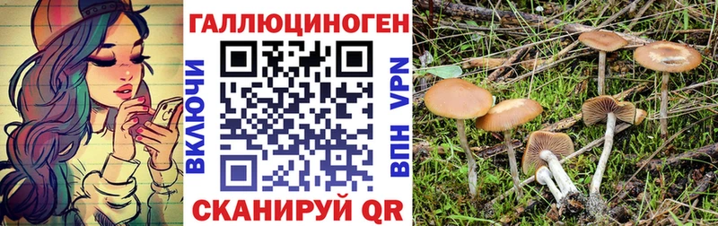 Купить  Светогорск  Галлюциногенные грибы Cubensis 